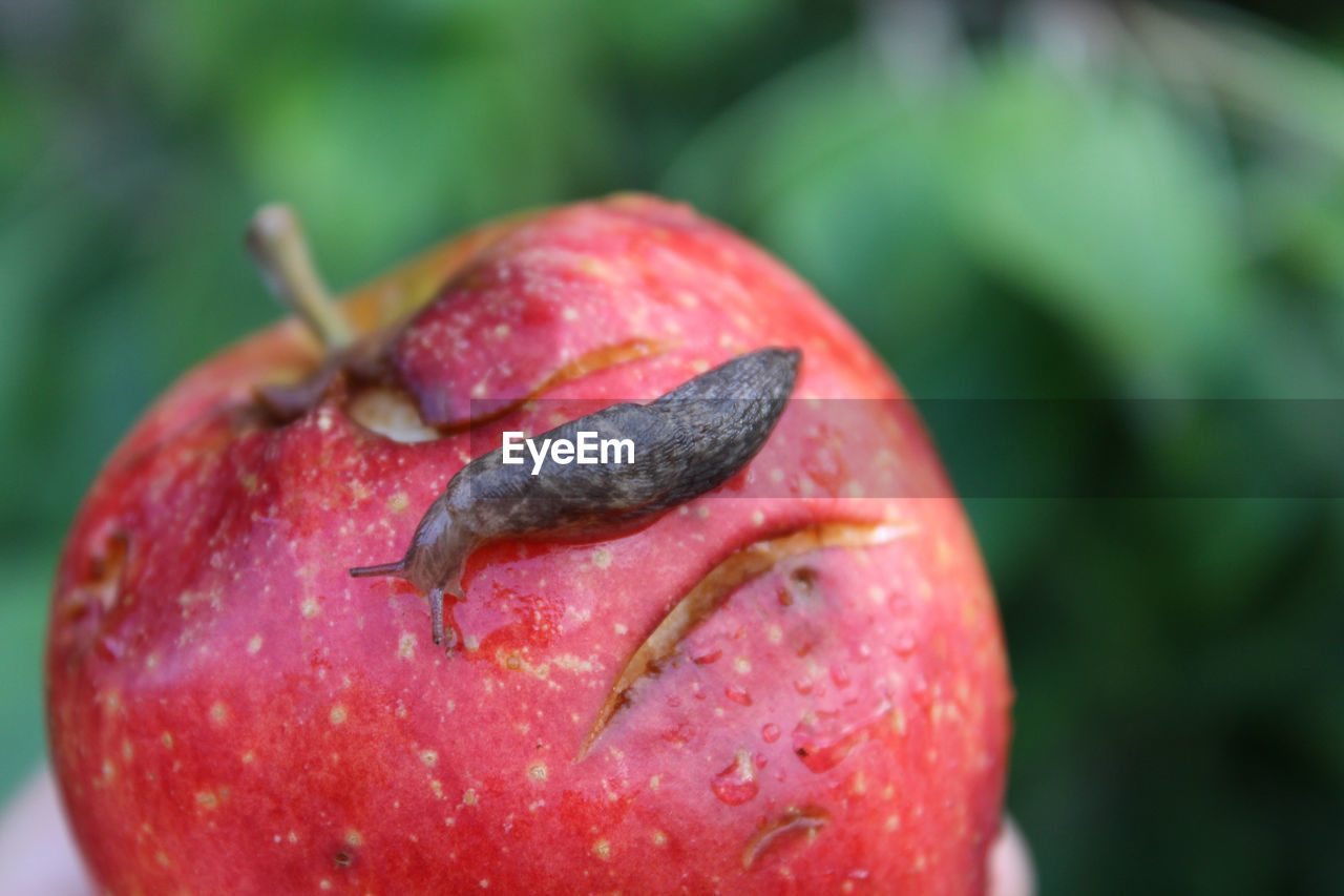 Slug crawling on overripe bruised apple.