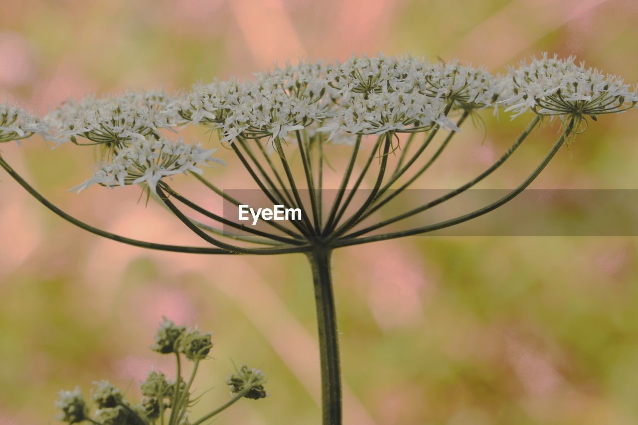 plant, flower, flowering plant, beauty in nature, nature, blossom, close-up, freshness, focus on foreground, macro photography, no people, growth, plant stem, fragility, wildflower, branch, outdoors, cow parsley, meadow, leaf, selective focus, flower head, tree, environment, day, springtime, botany, herb, pink