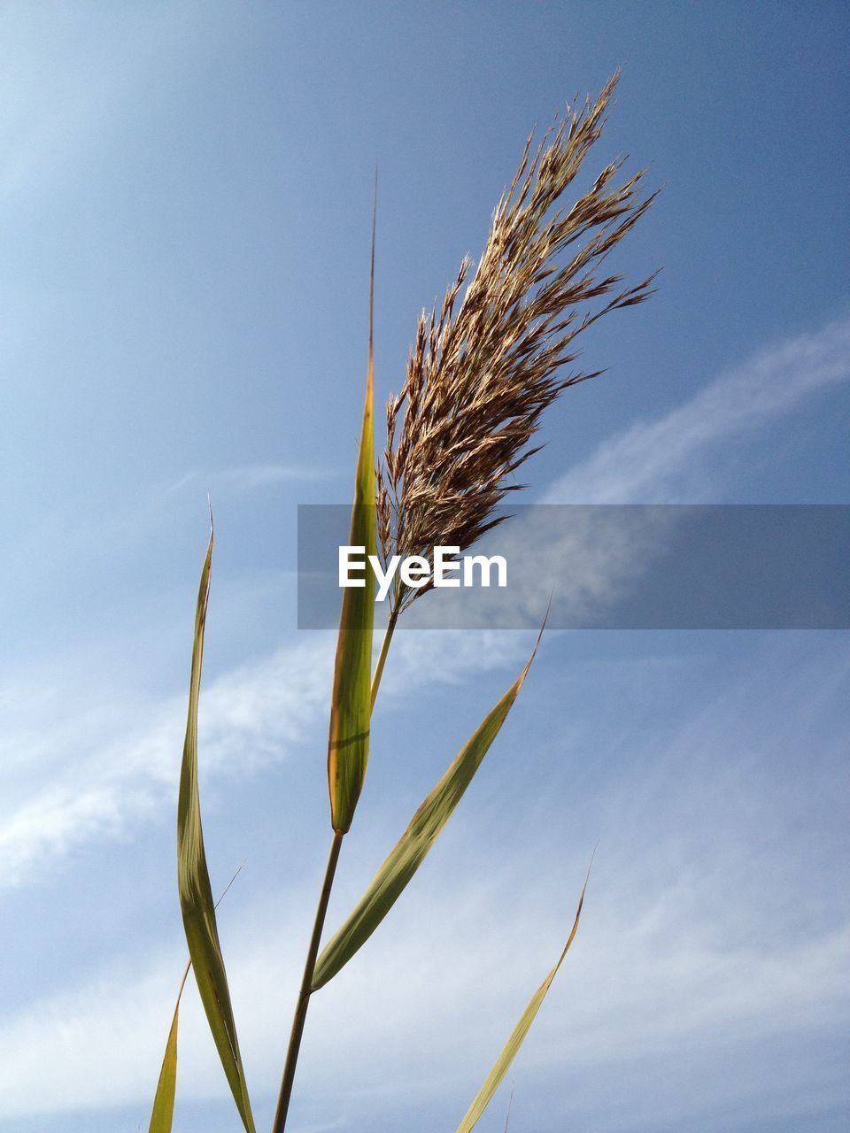 Low angle view of stalks in field against sky