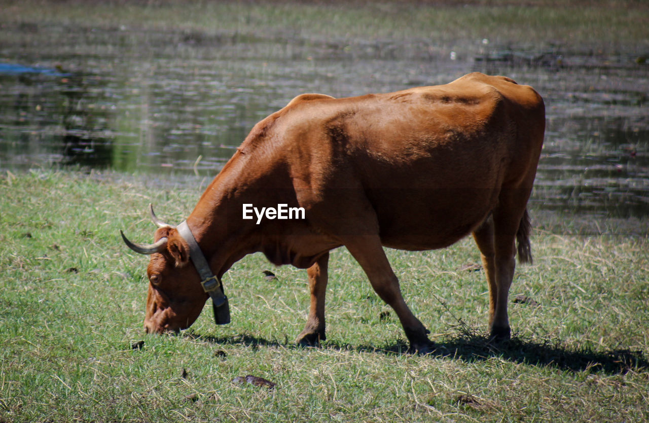 Cow in a field