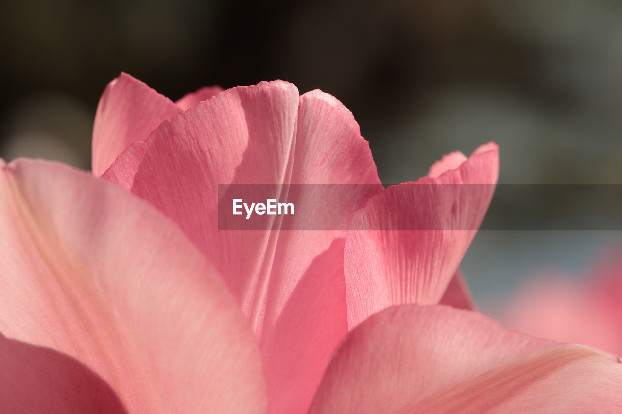 Close-up of pink flower