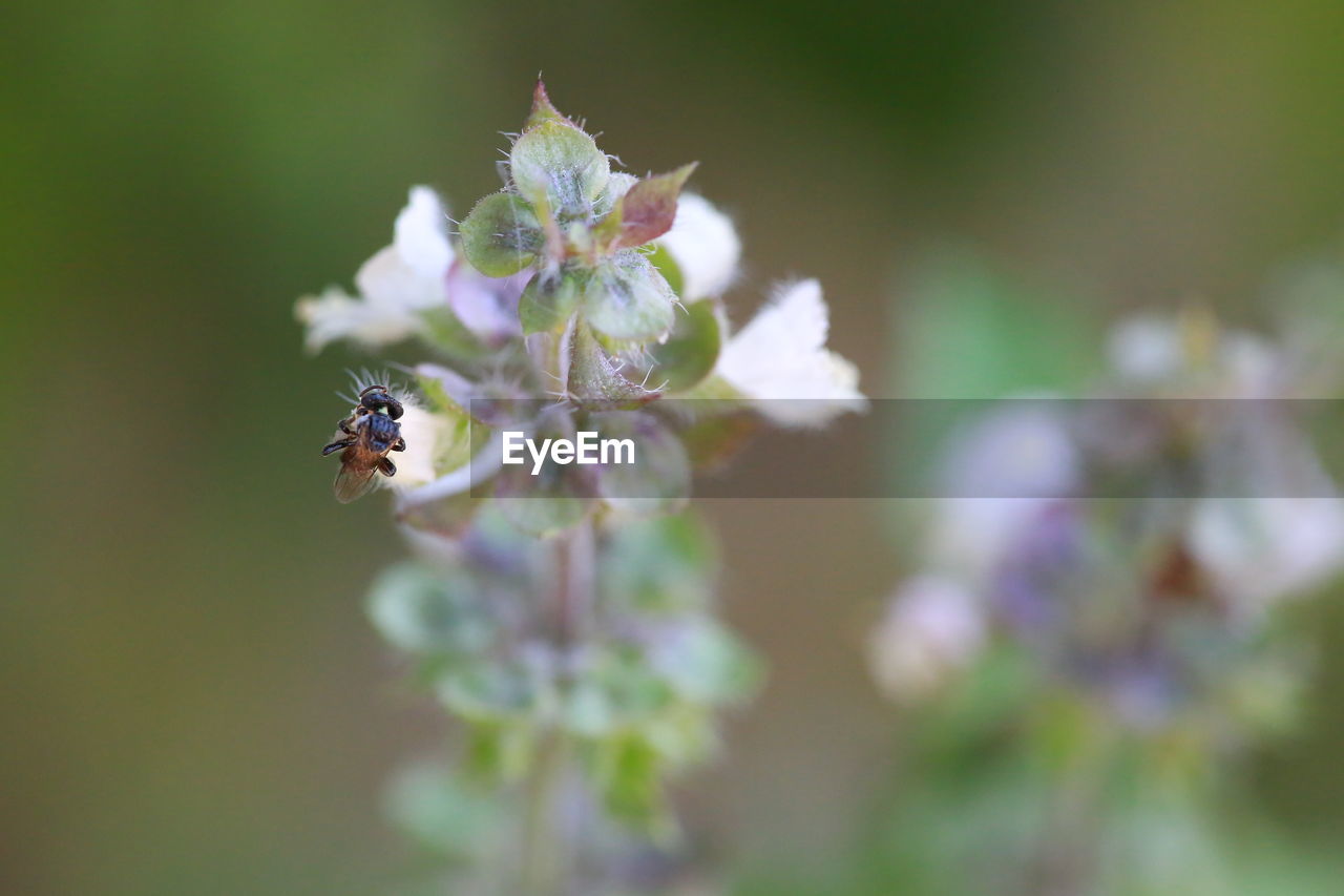 CLOSE-UP OF BEE ON FLOWER