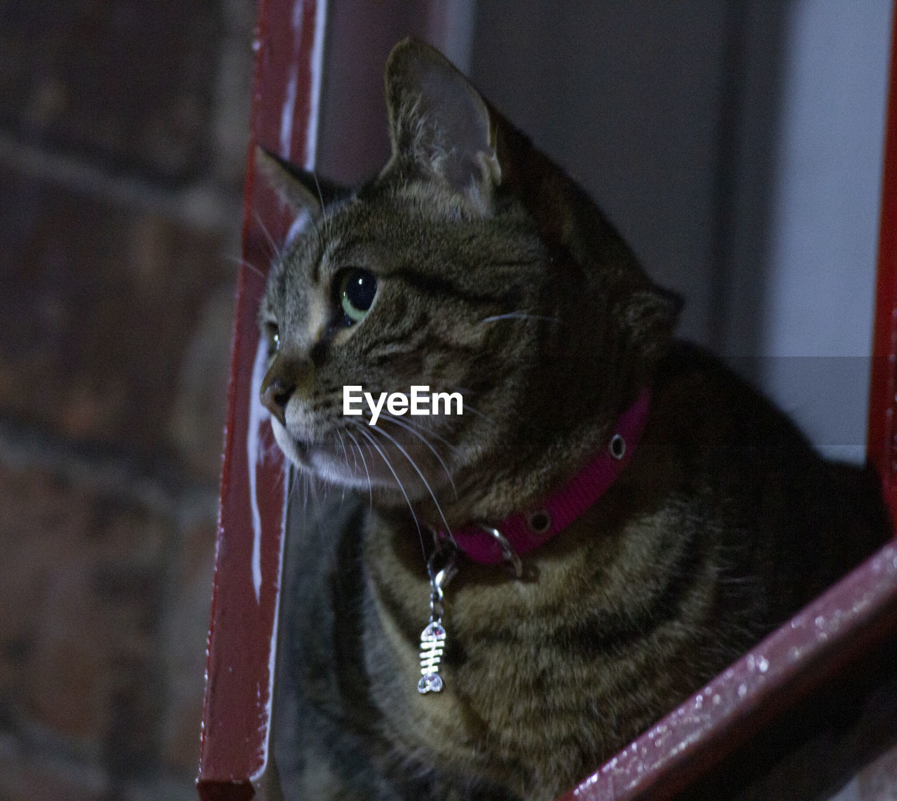 Close-up of a cat looking away