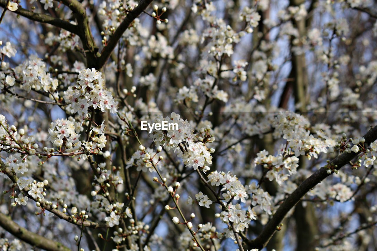 Close-up of white cherry blossom tree