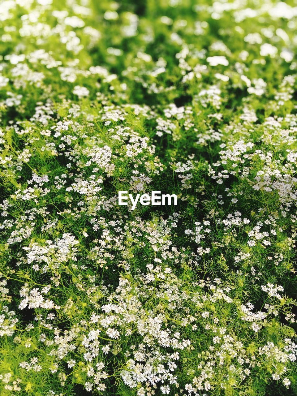 White flowering plants on field