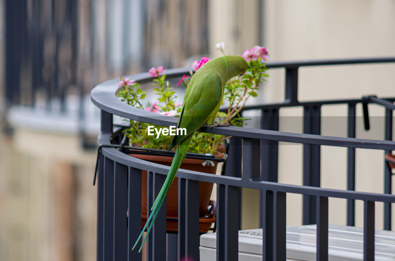 green, parrot, bird, railing, focus on foreground, animal, nature, no people, parakeet, animal themes, day, spring, flower, outdoors, architecture, one animal, pet, plant, animal wildlife, iron, flowering plant, food and drink