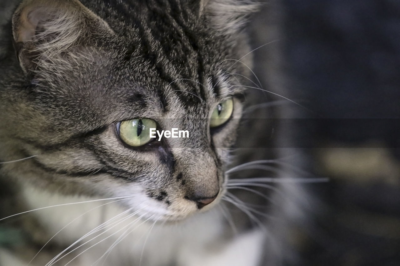 CLOSE-UP PORTRAIT OF TABBY CAT