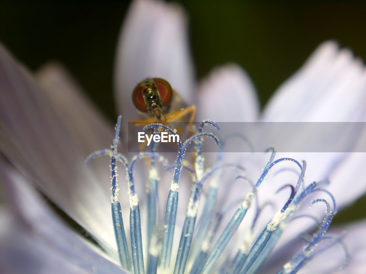 CLOSE-UP OF BUMBLEBEE ON FLOWER