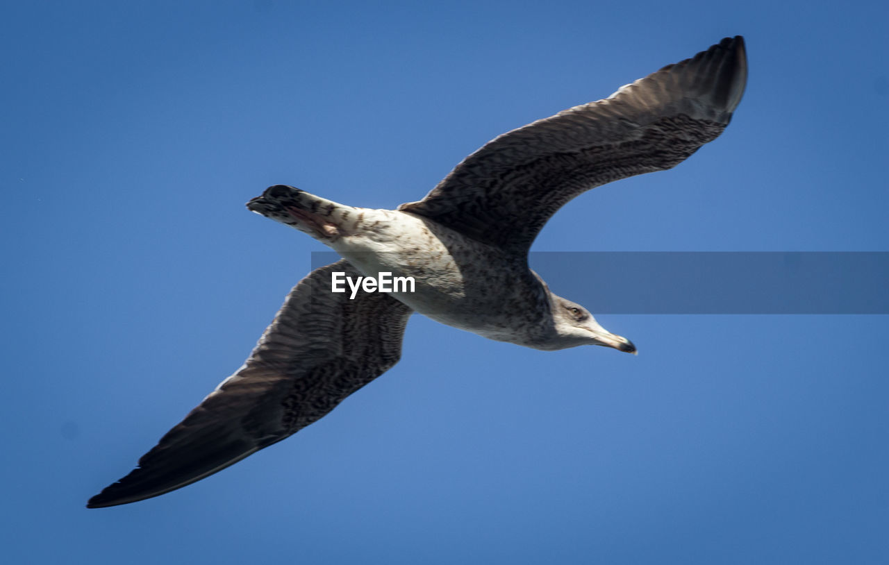 SEAGULL FLYING AGAINST CLEAR SKY