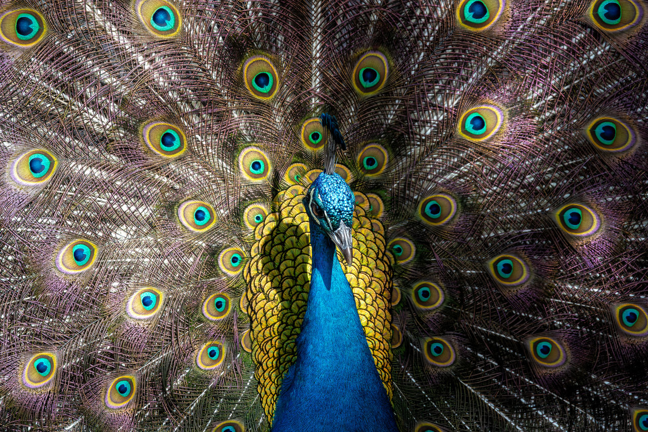 detail shot of peacock