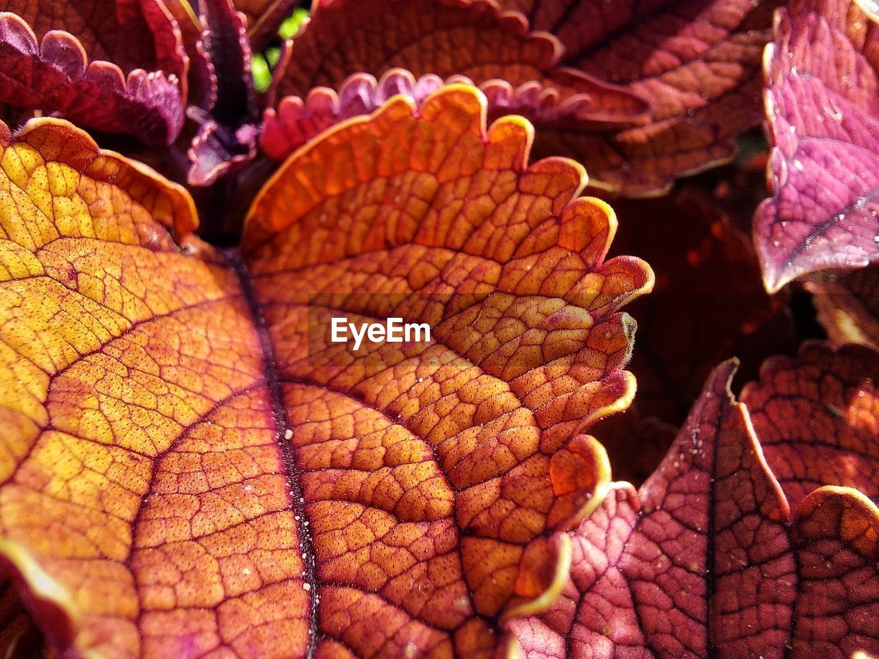 CLOSE-UP OF DRIED PLANT