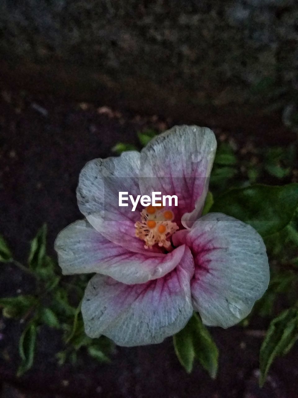 CLOSE-UP OF FLOWER