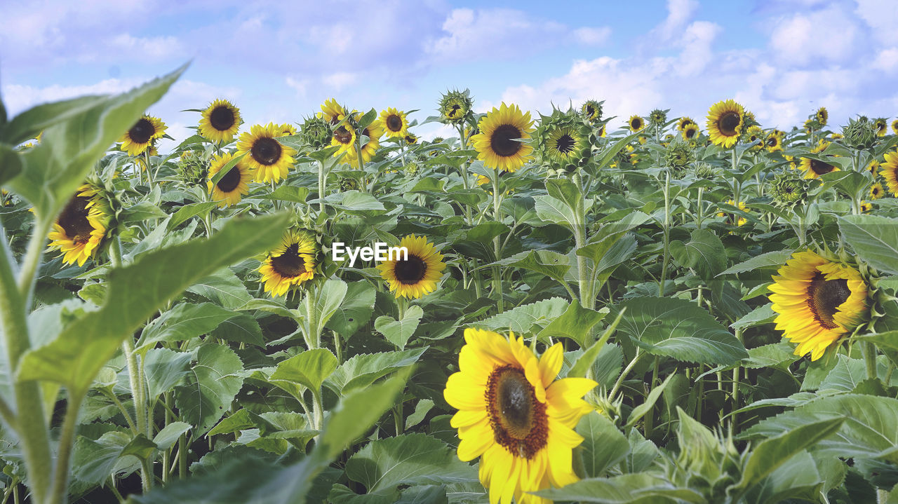 Close-up of yellow flowering plant on field