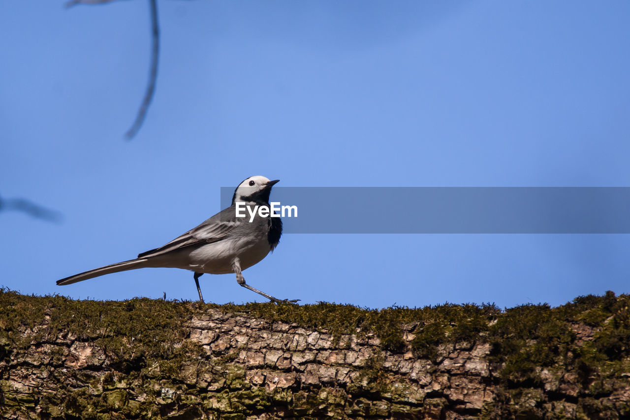 LOW ANGLE VIEW OF BIRD PERCHING ON THE SKY