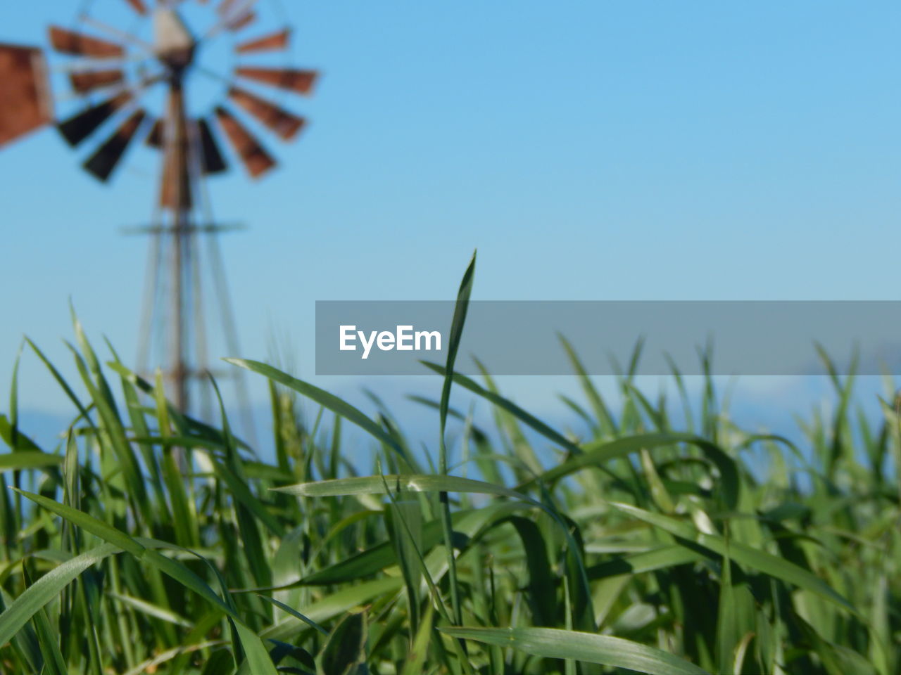 Close-up of plants growing against old wind turbine