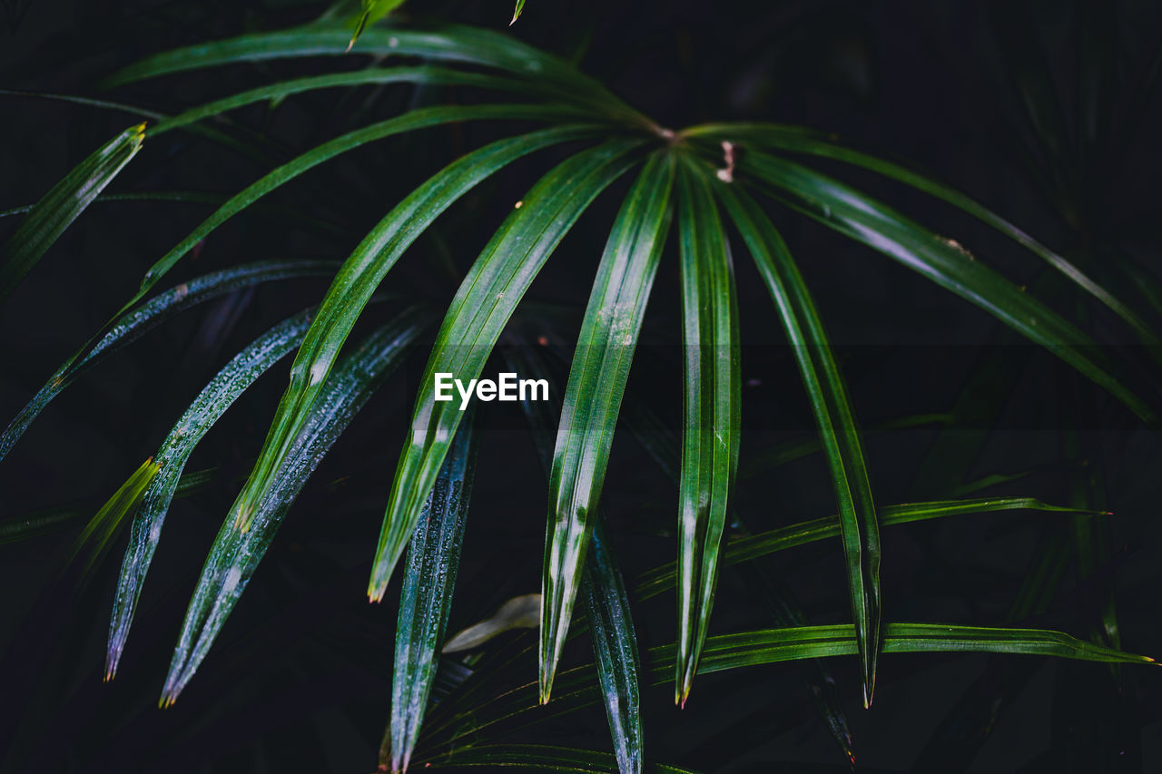 Close-up of fresh green plants at night