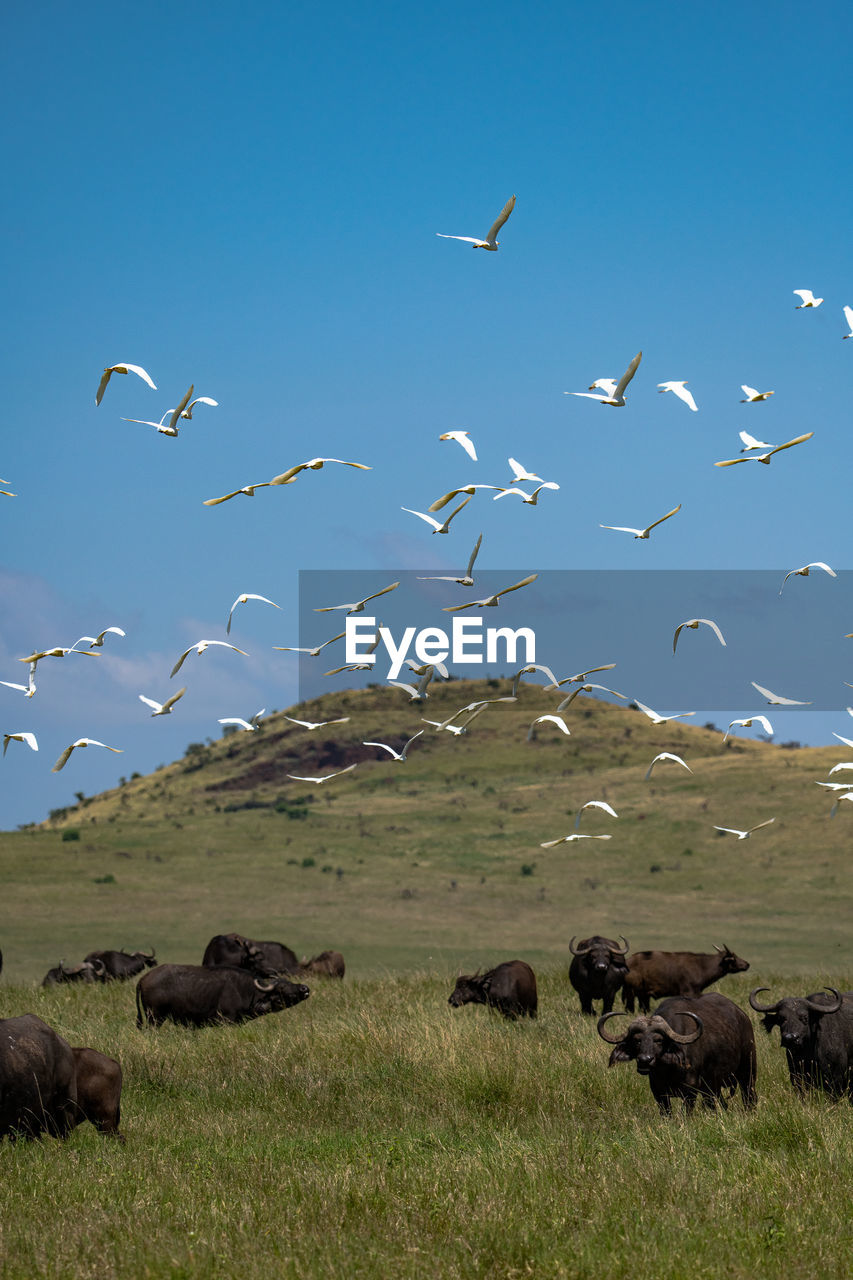 FLOCK OF BIRDS FLYING OVER THE FIELD