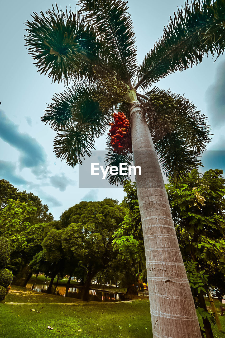 LOW ANGLE VIEW OF TREE AGAINST SKY