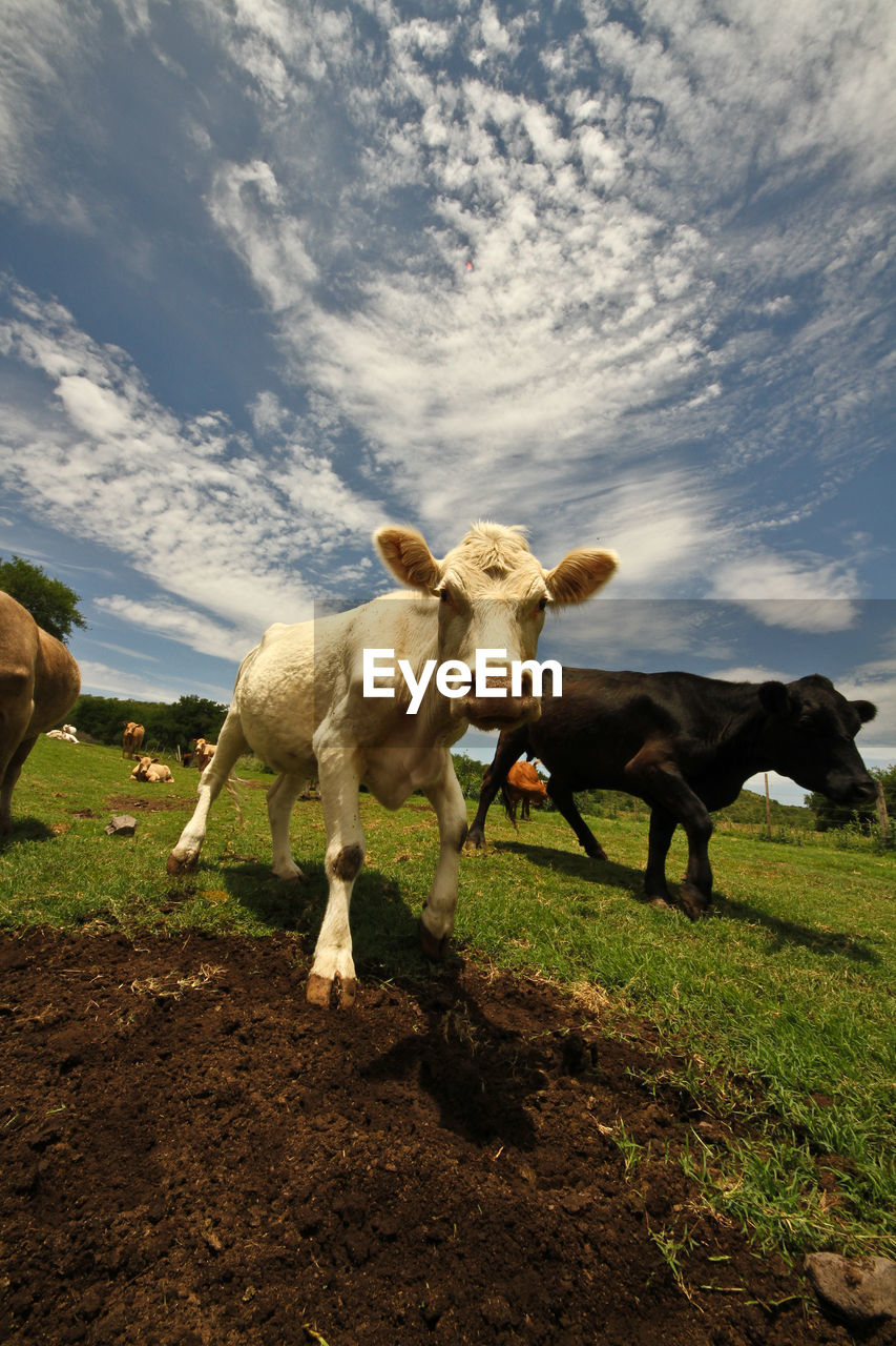 Cows on field against sky