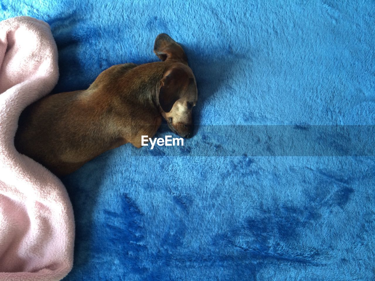 Directly above shot of dog sleeping on sofa