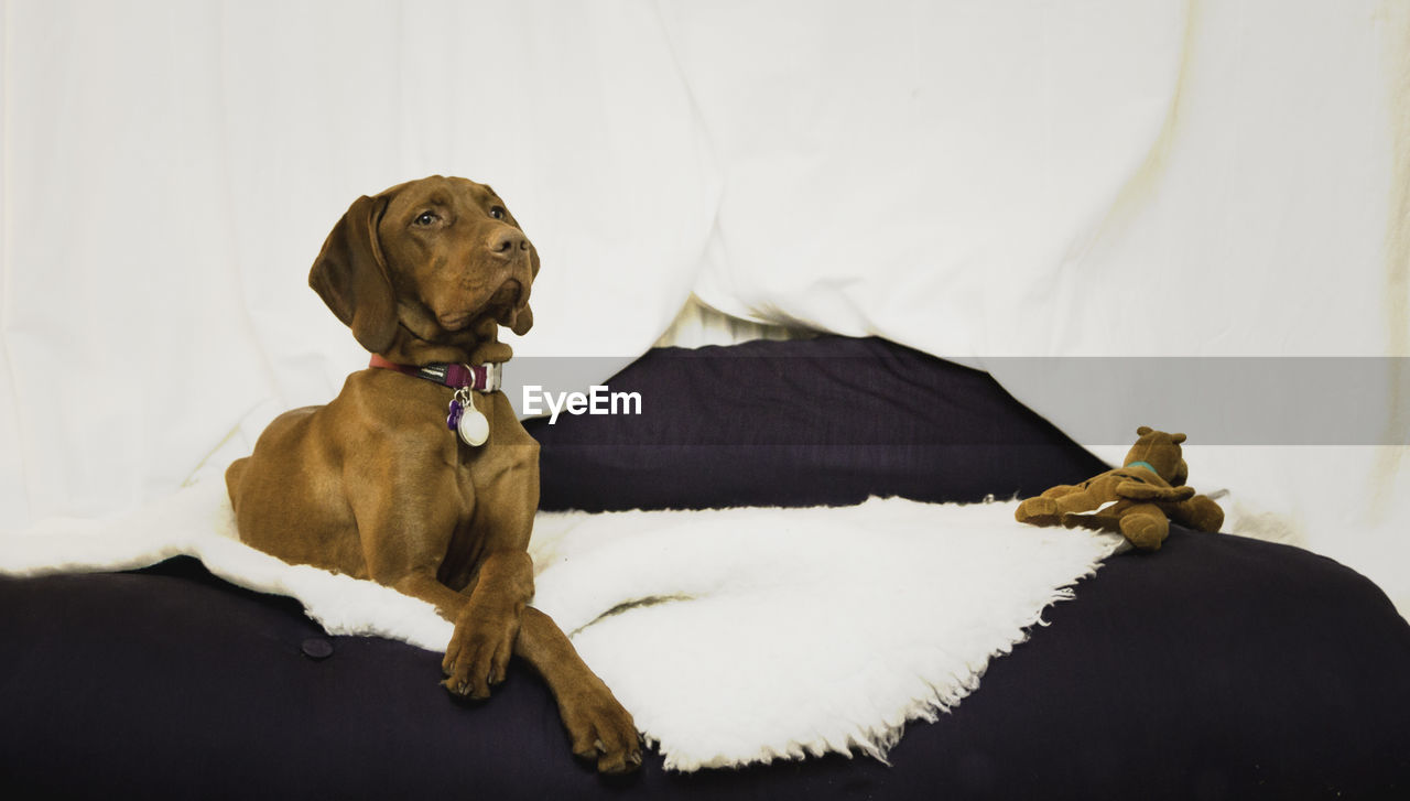 CLOSE-UP OF DOG SITTING ON BLANKET