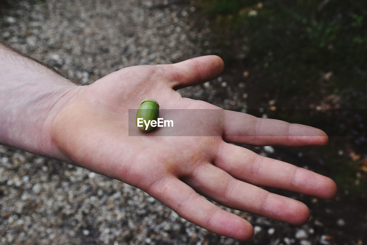Close-up of hand holding acorn 