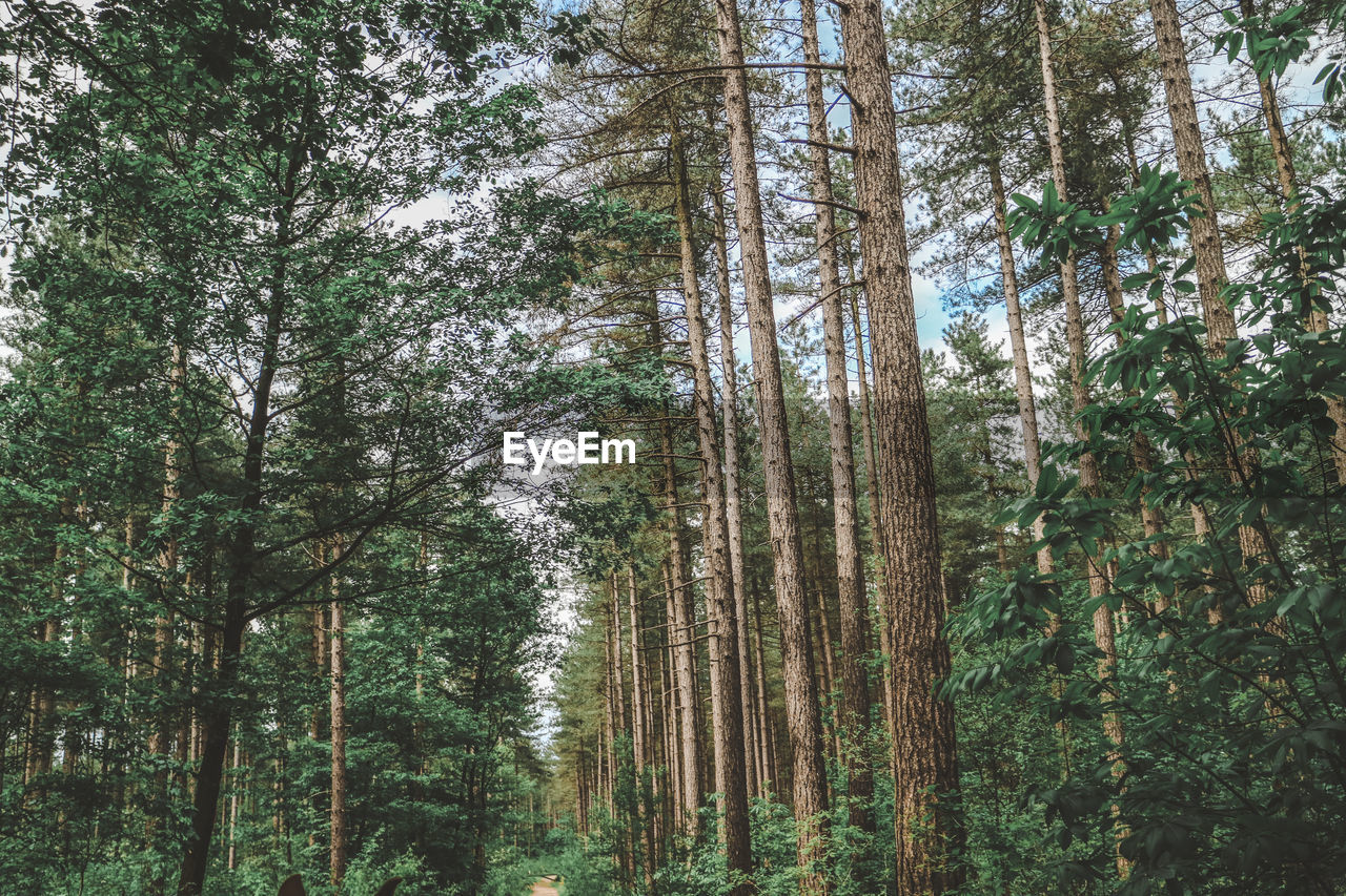 Low angle view of pine trees in forest