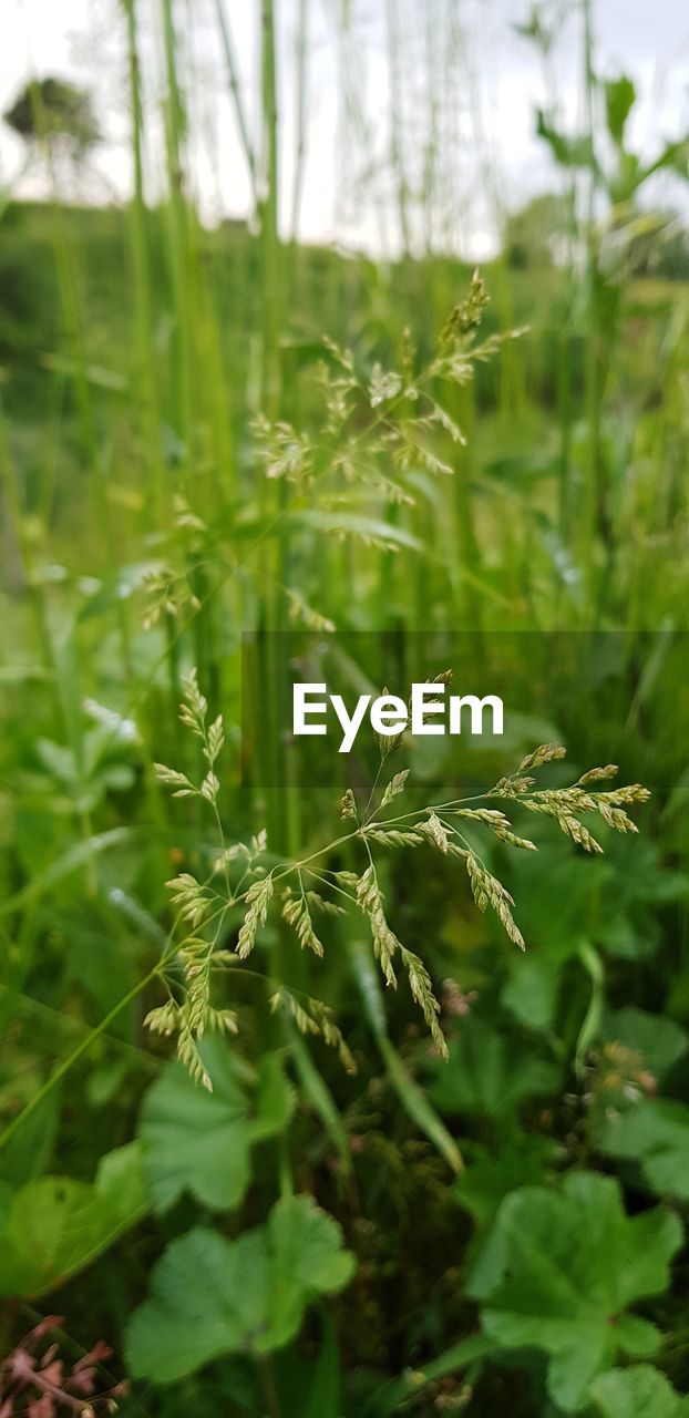 CLOSE-UP OF FRESH GREEN PLANTS IN FIELD