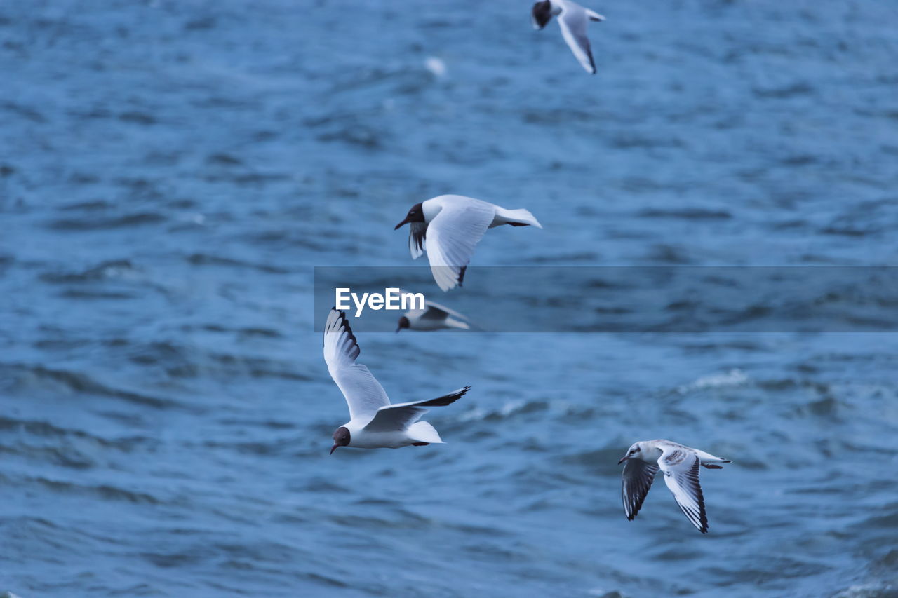 Black-headed gulls flying over sea