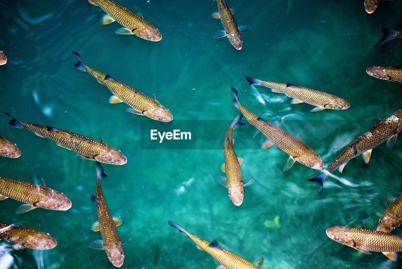 HIGH ANGLE VIEW OF FISH UNDERWATER