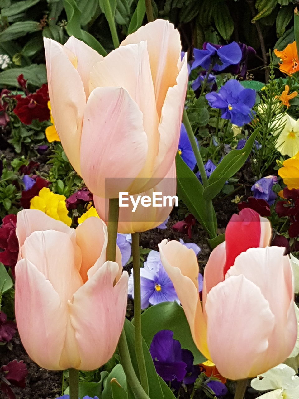 CLOSE-UP OF FRESH TULIPS BLOOMING IN PARK
