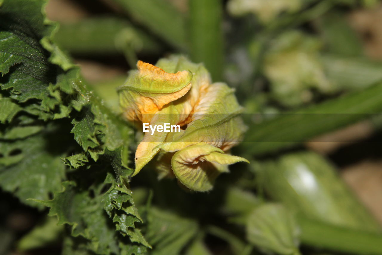 CLOSE-UP OF LEAVES