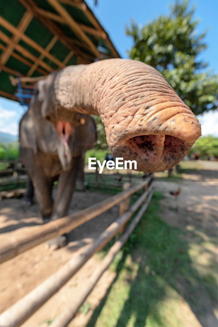 Wide-angle close-up view of an elephant's trunk