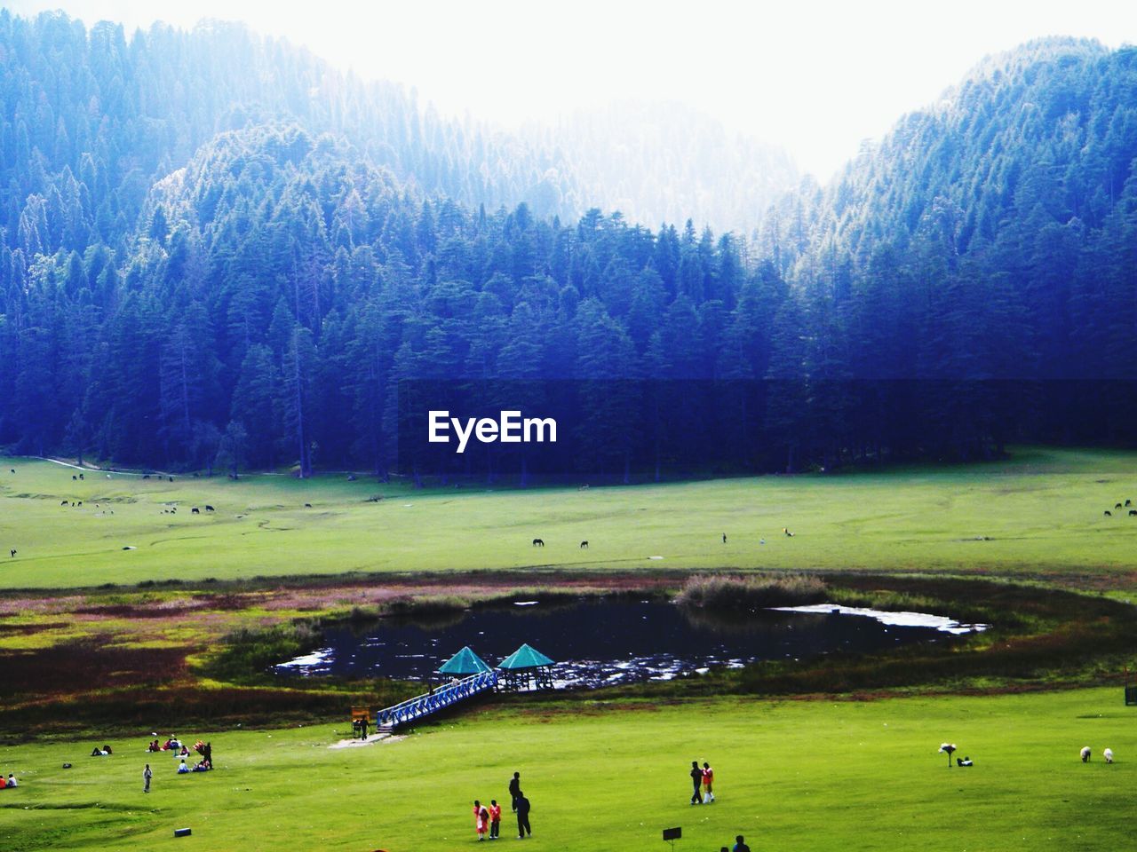 High angle view of people on field against trees