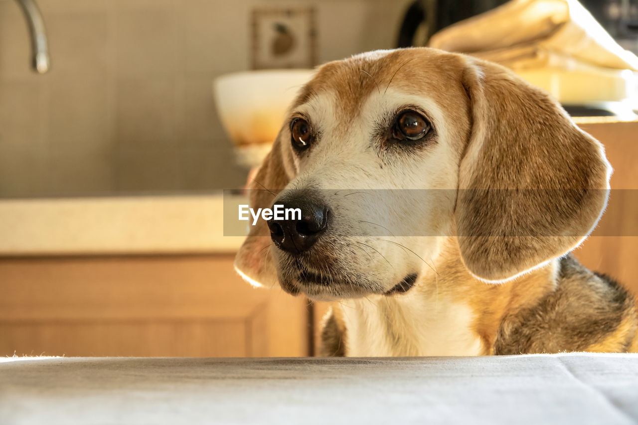pet, one animal, dog, canine, mammal, domestic animals, animal, animal themes, puppy, indoors, beagle, domestic room, close-up, no people, nose, portrait, looking, animal body part, hound, home interior, focus on foreground, retriever