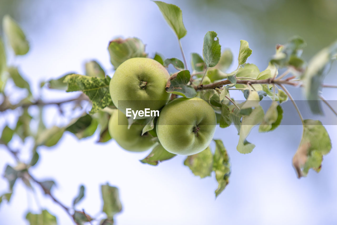 CLOSE-UP OF FRUITS ON TREE