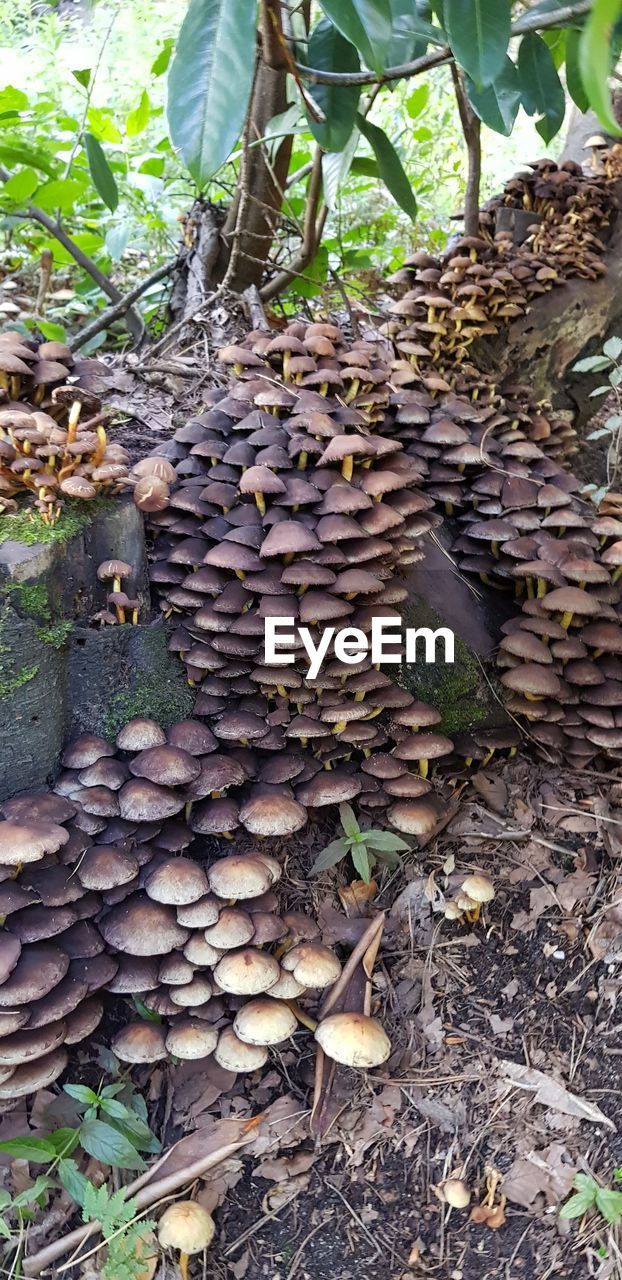 STACK OF LOGS ON FIELD