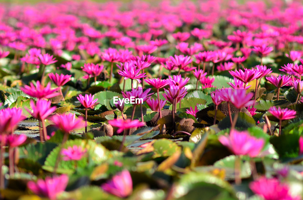 Close-up of pink flowering plants