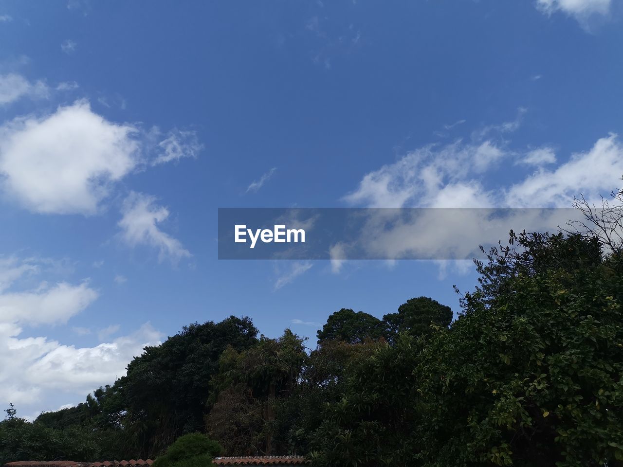 LOW ANGLE VIEW OF TREES AGAINST CLEAR SKY