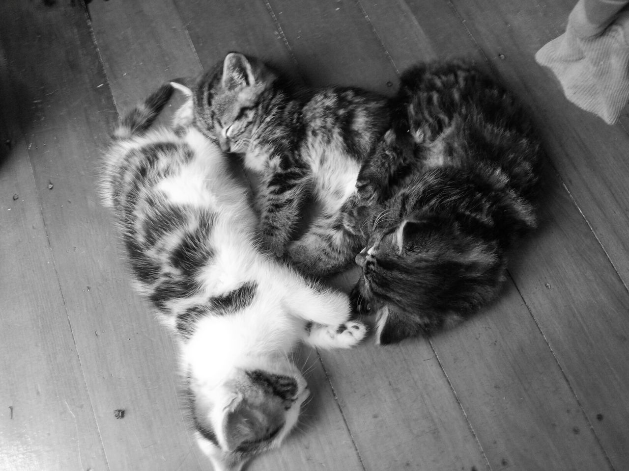 Directly above shot of kittens sleeping at home