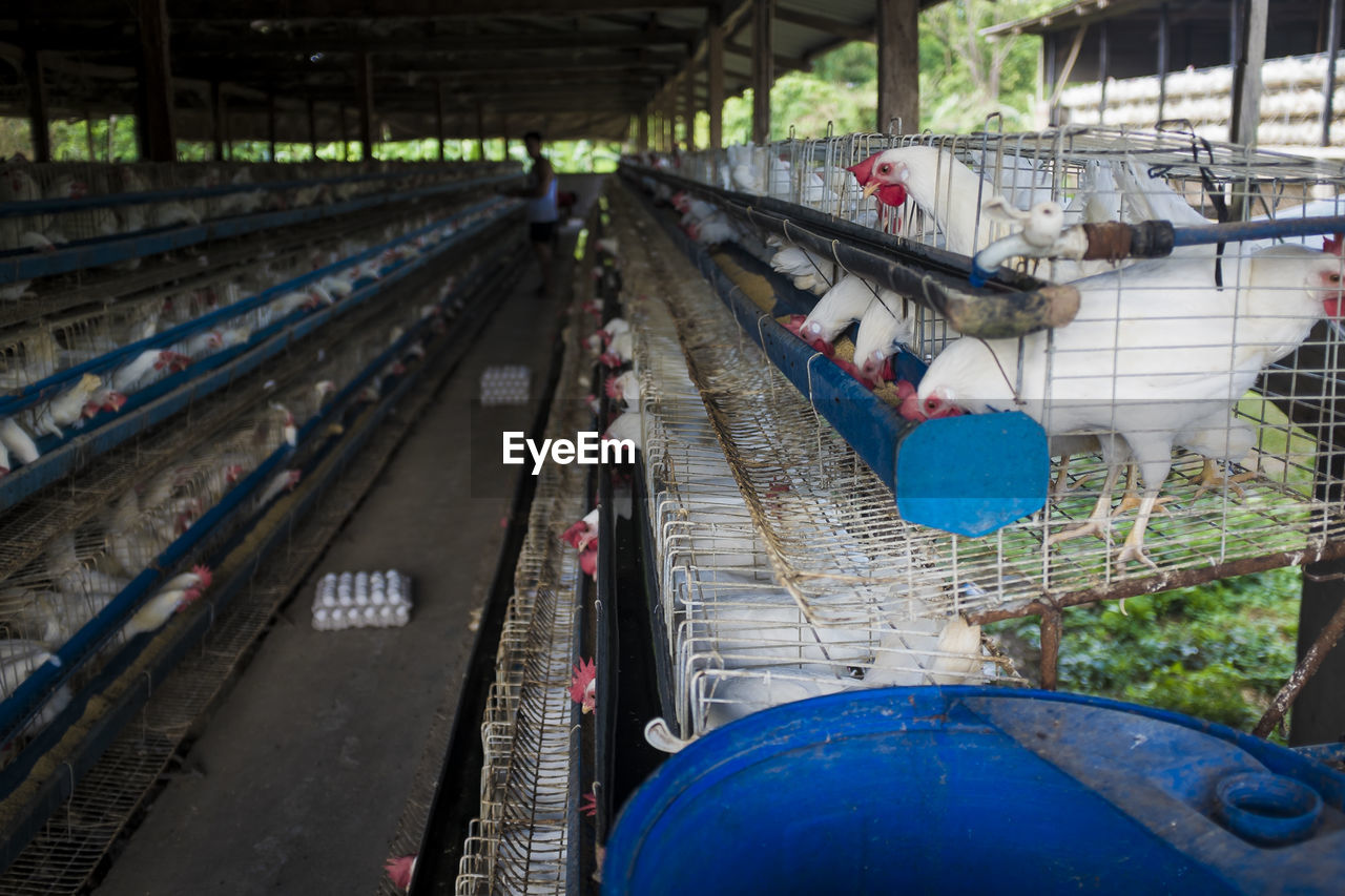 Hens in poultry farm