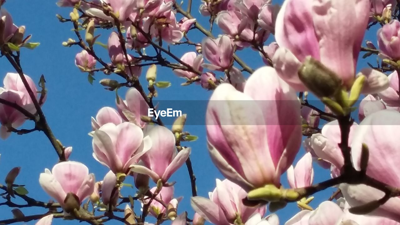 LOW ANGLE VIEW OF MAGNOLIA FLOWERS BLOOMING OUTDOORS