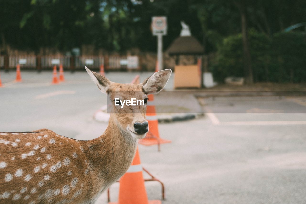 Portrait of deer on road