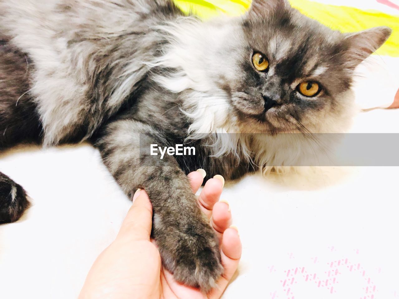 CLOSE-UP PORTRAIT OF KITTEN ON HAND