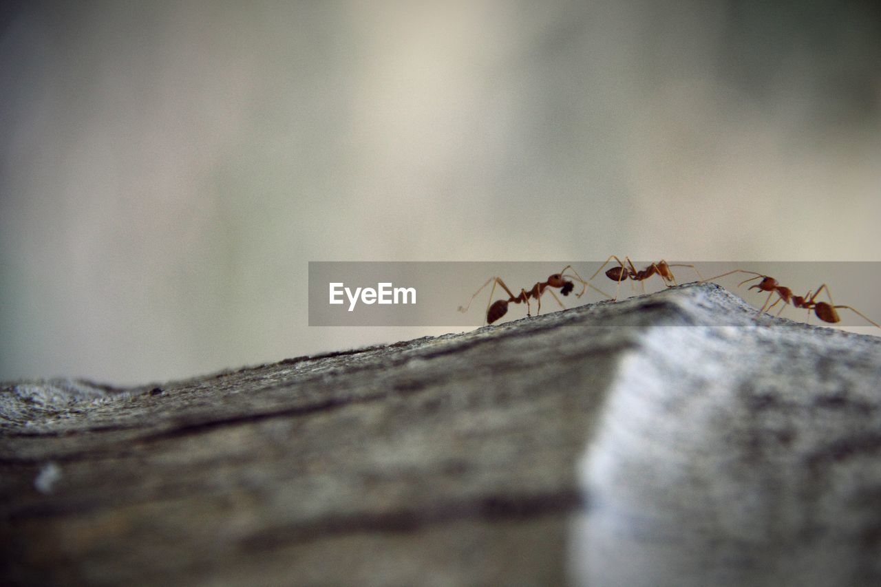 Close-up of red ants on wood