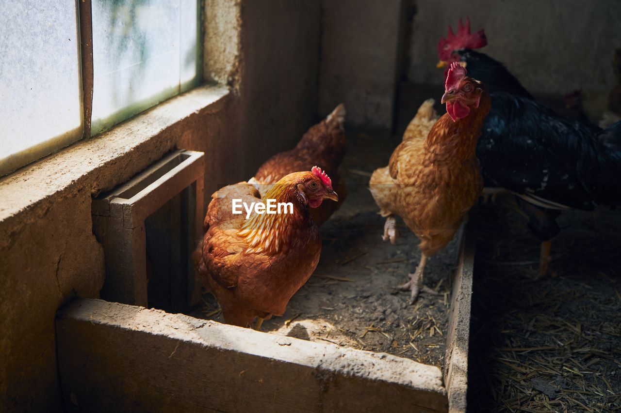 Hens in barn