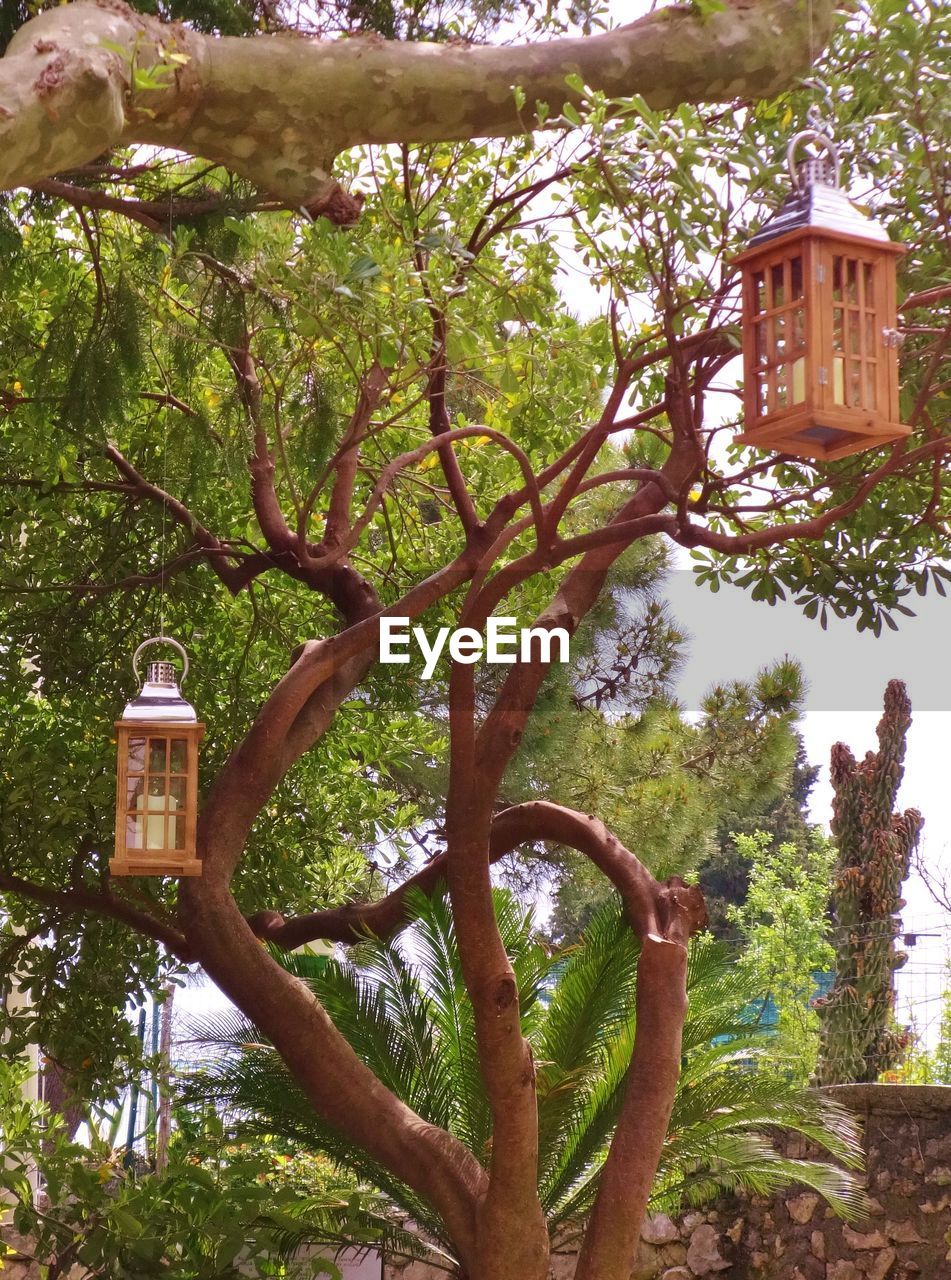 Low angle view of trees