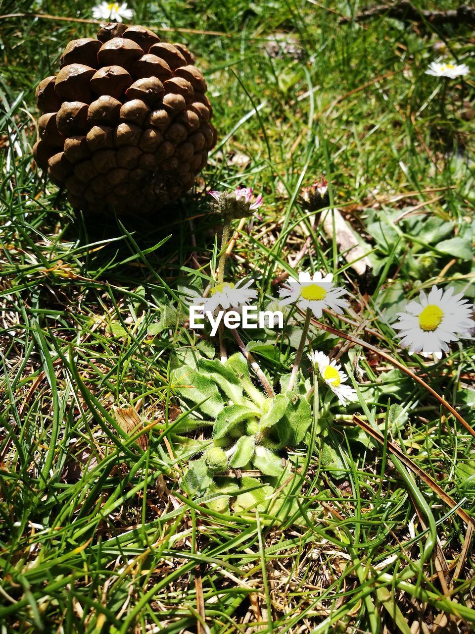 CLOSE-UP OF PLANT ON FIELD