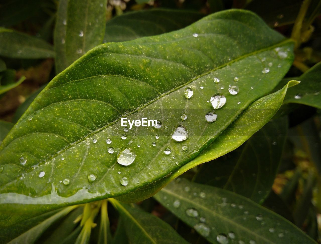 Close-up of wet plant leaves during rainy season