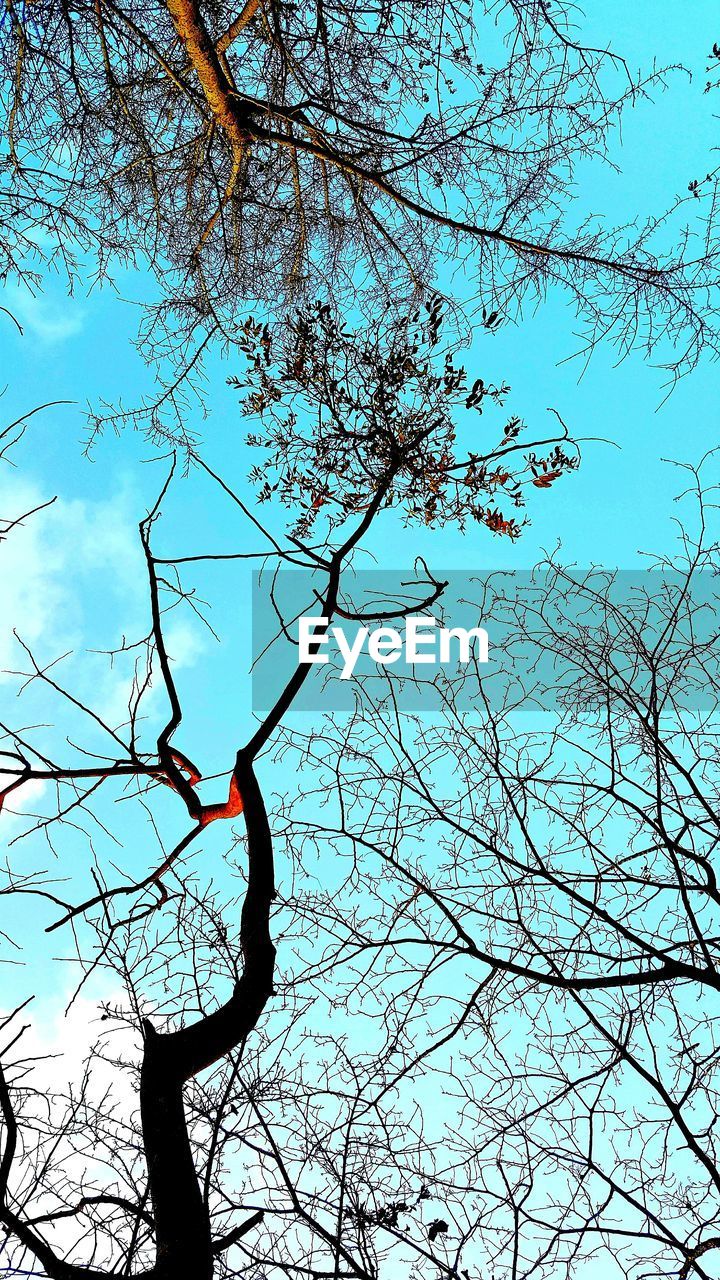 Low angle view of bare tree against blue sky